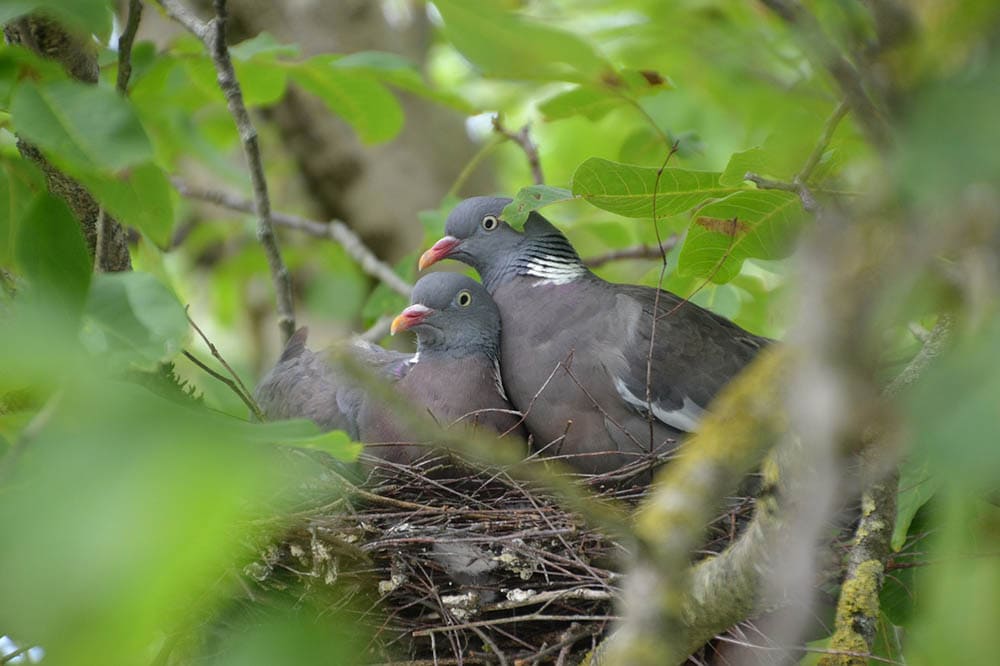 two doves in their nest