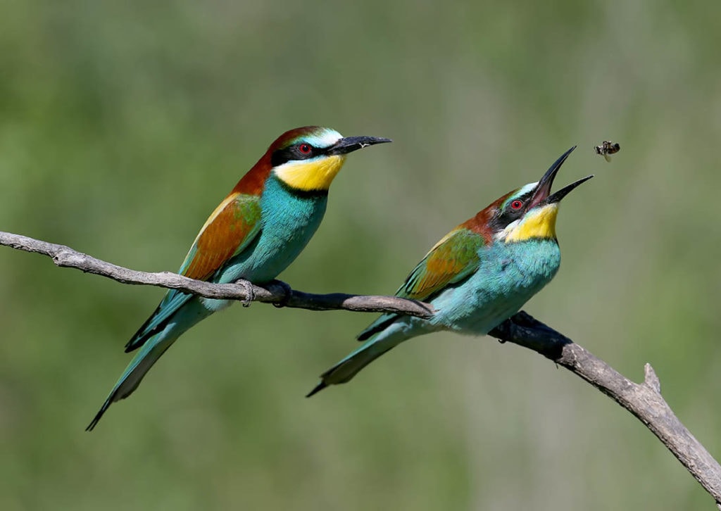 Two European bee-eaters catching bees
