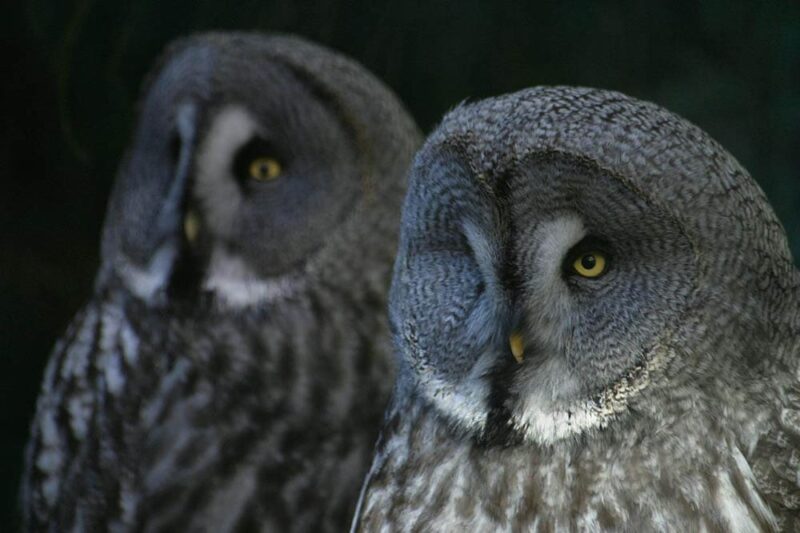 two owls up close