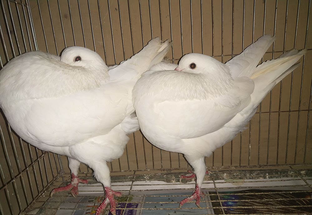two white pigeons bobbing heads