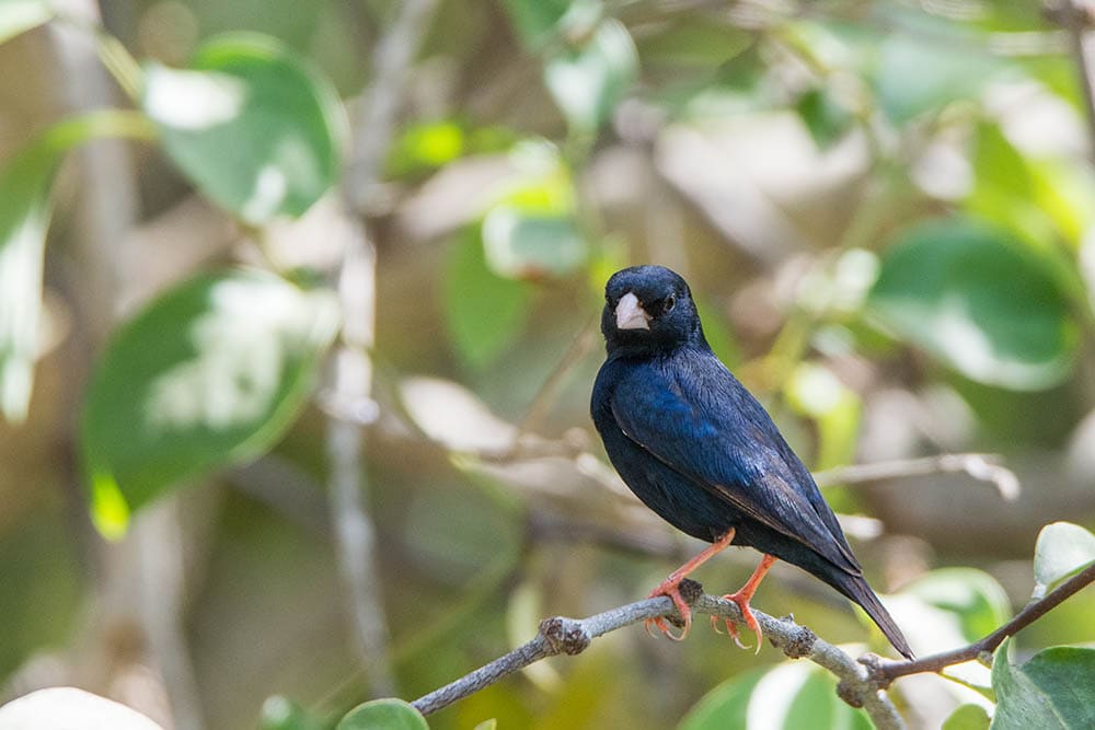 Village Indigobird perched