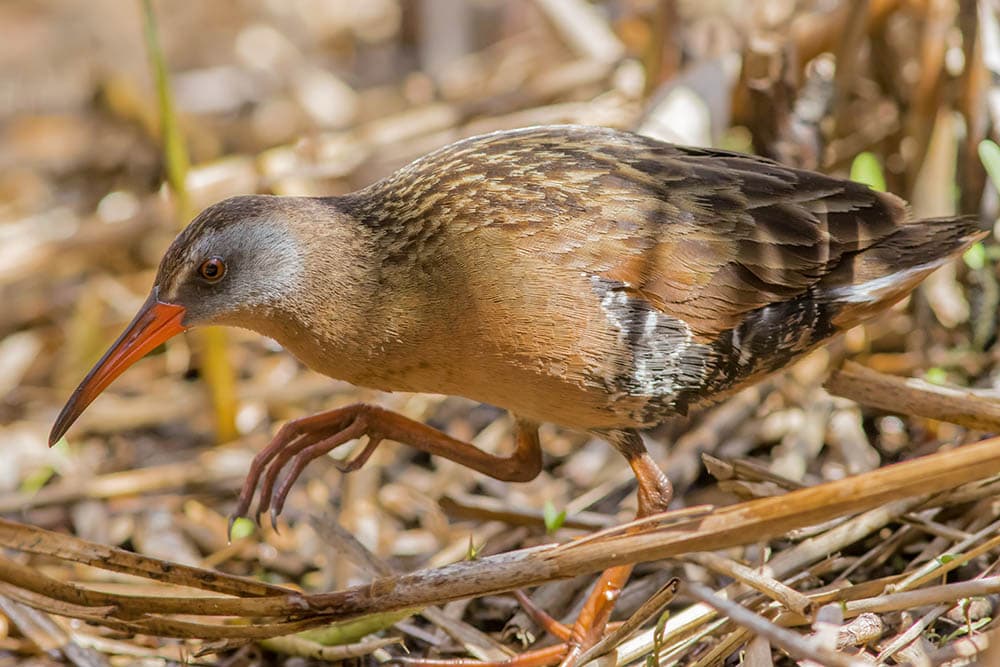Virginia Rail walking