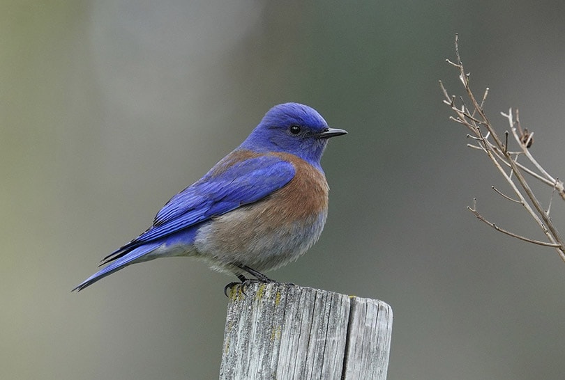 western bluebird on a tree trunk