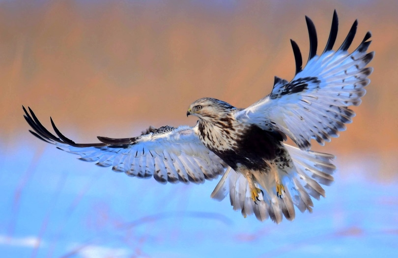 10 Birds That Look Like Eagles (With Pictures) Optics Mag