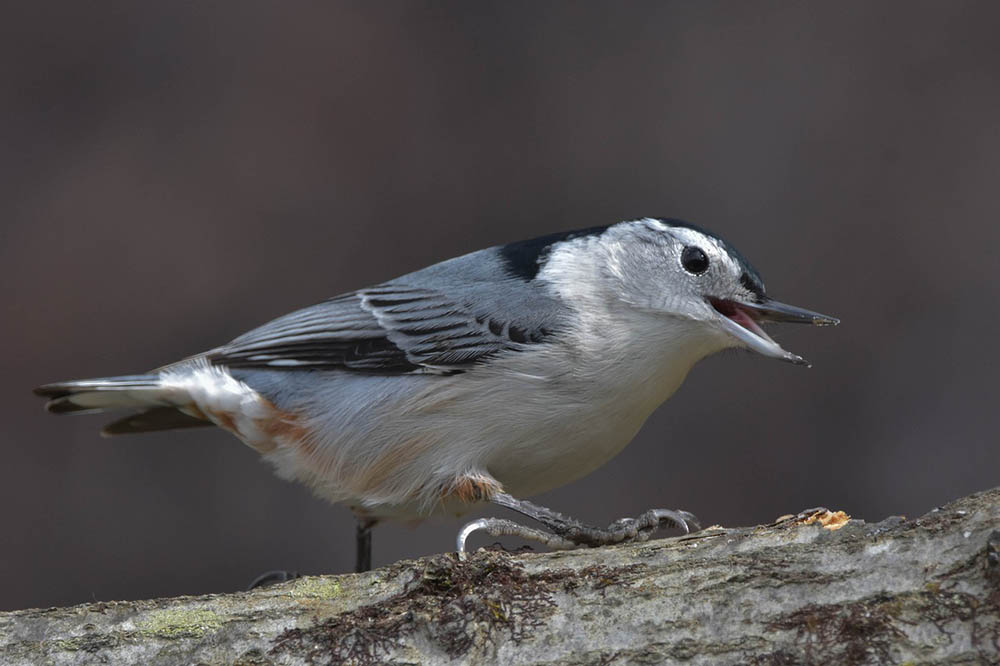 white-breasted nuthatch singing