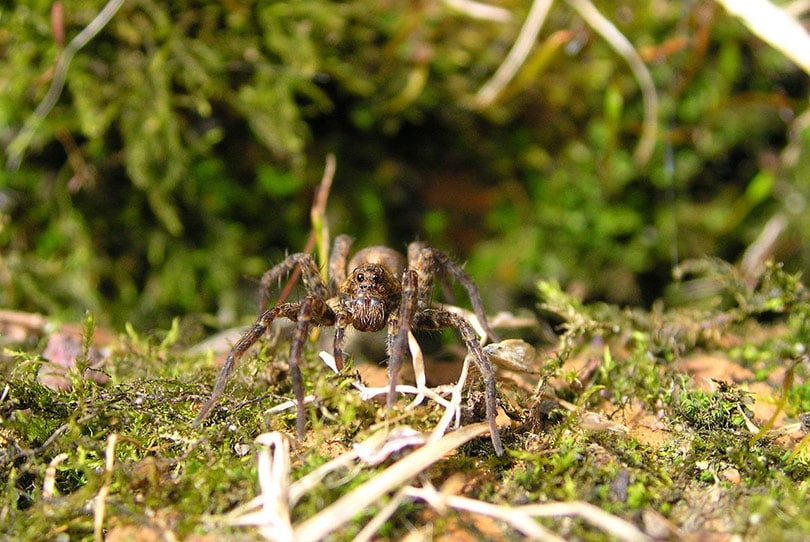 wolf spider close up