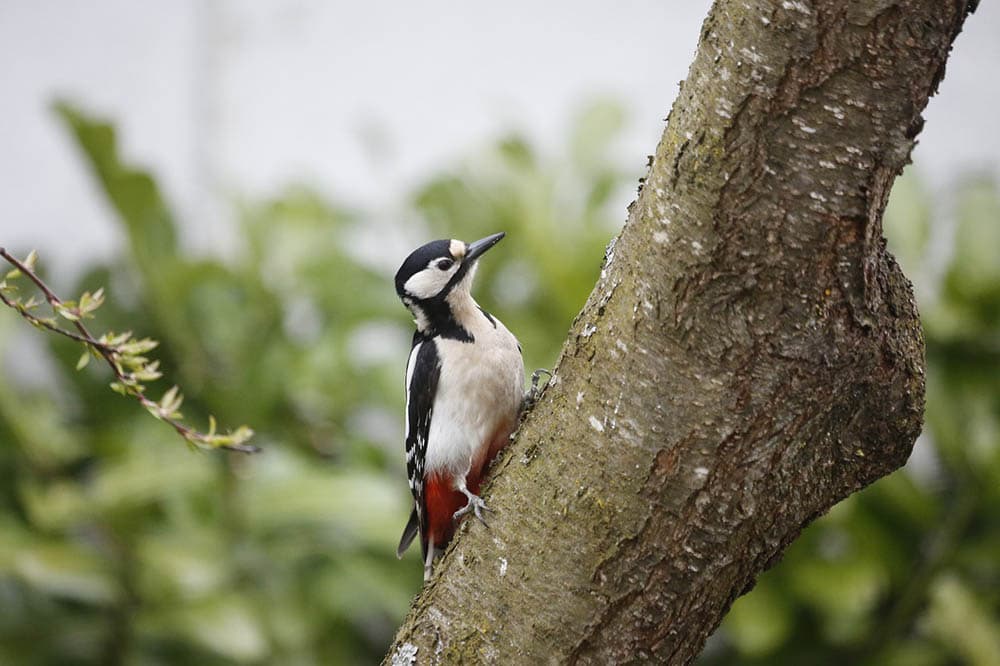 woodpecker on the tree