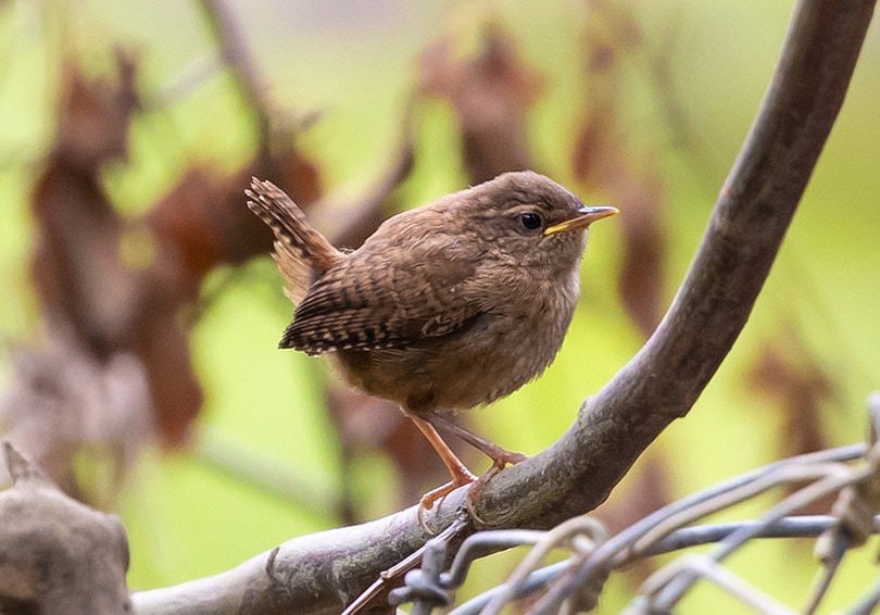 Do Birds Eat Spiders? What You Need To Know! Optics Mag