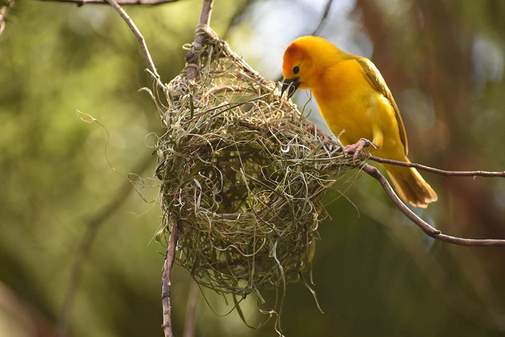 yellow bird building its nest