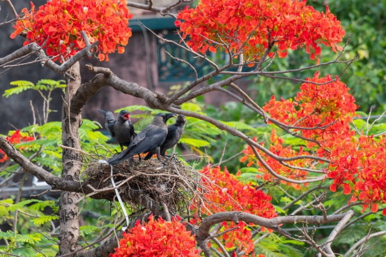 Where Do Crows Like to Nest? How Do They Decide? Optics Mag