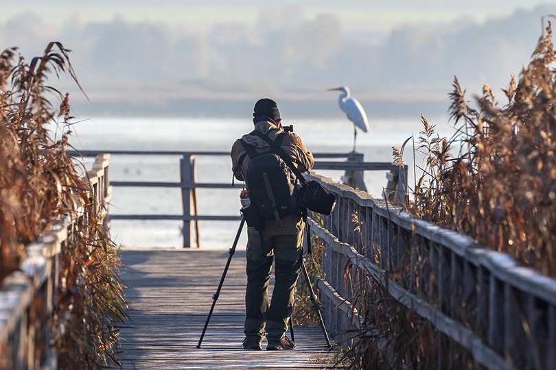 Animal Photographer