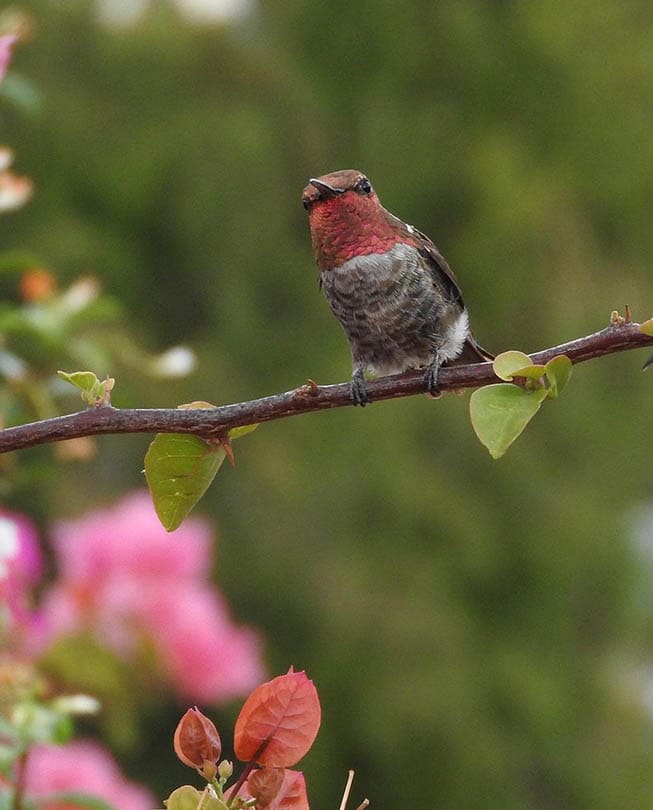 6 Types of Hummingbirds in Michigan (With Pictures) Optics Mag