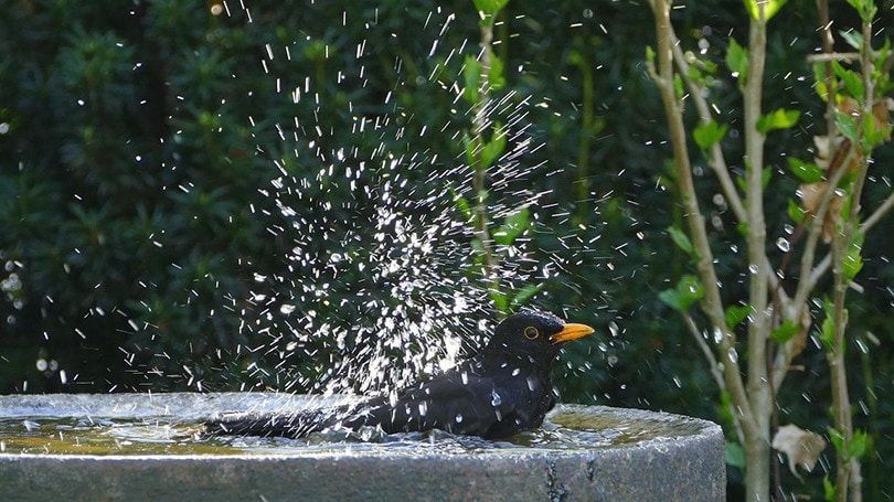 Bird Bath