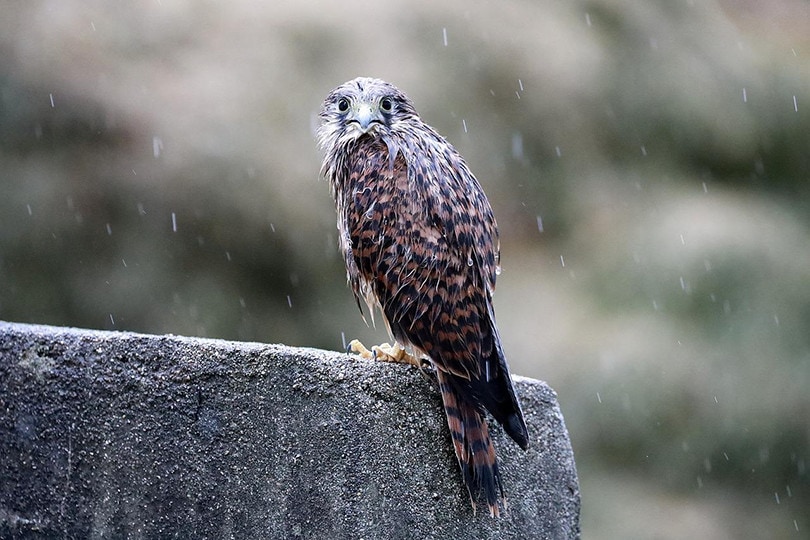 Bird Rain