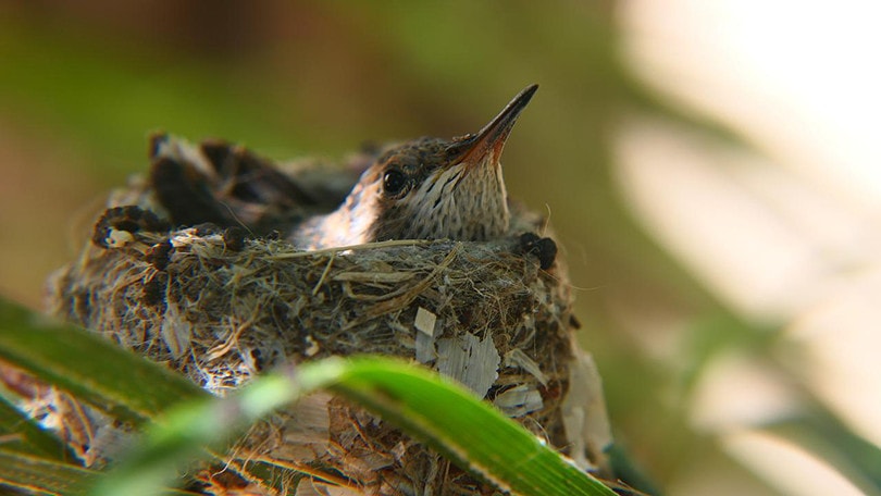 Hummingbird Nest