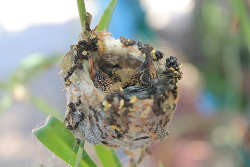 Hummingbird Nesting
