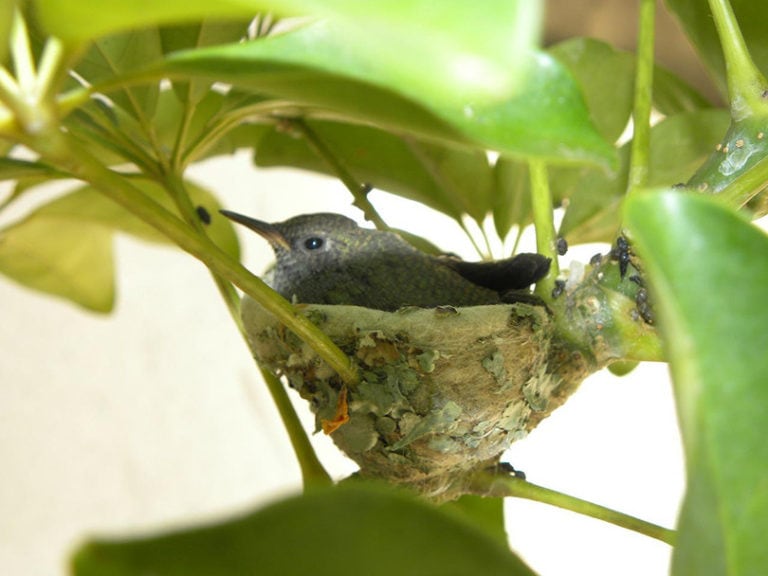 Do Hummingbirds Use Birdhouses? Everything You Want to Know! Optics Mag