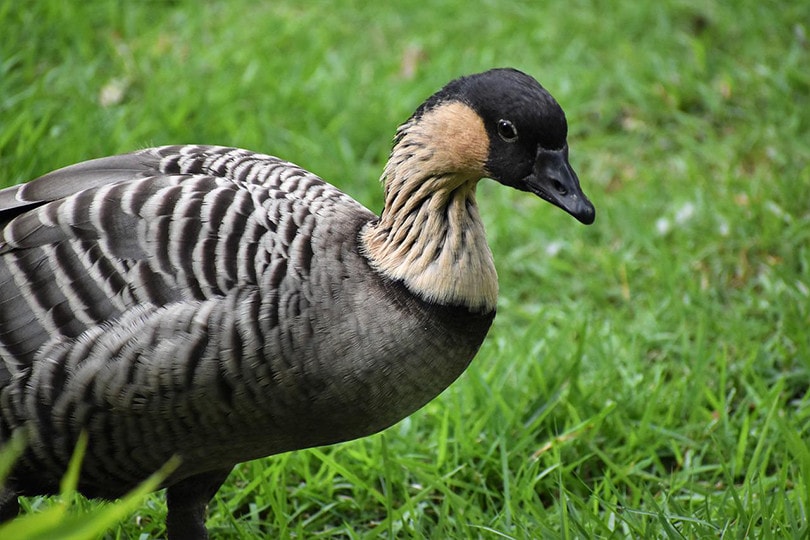 Nene Bird