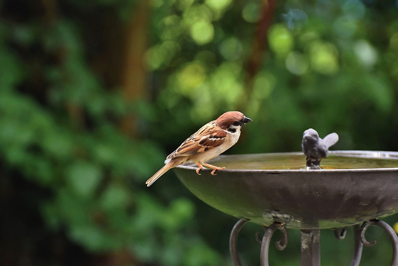 Sparrow Bird Bath