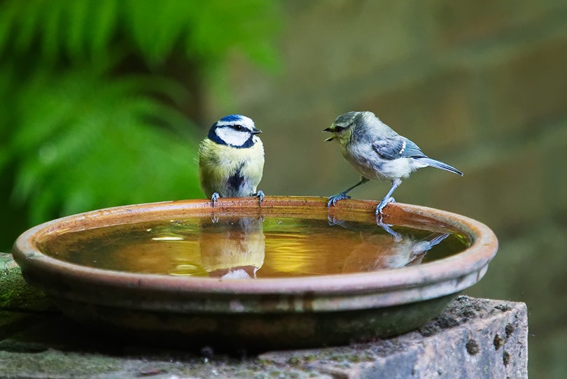 Two Sparrow Bird Bath