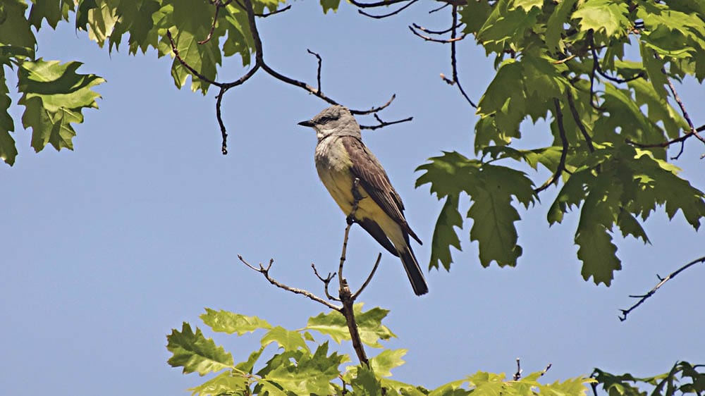 Western Kingbird perched on a tree