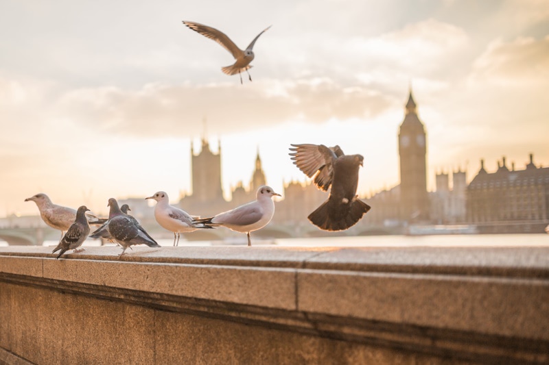 birds in top of the building