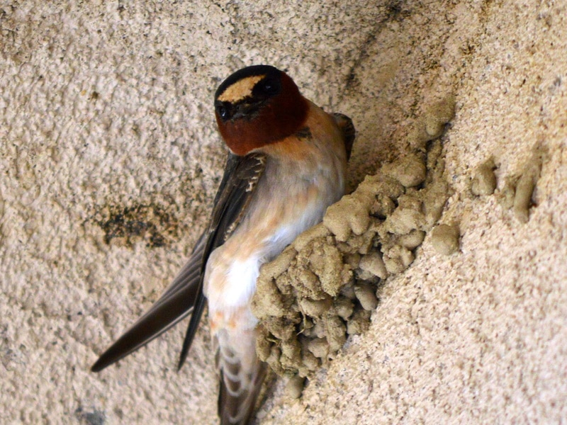 cliff swallow bird