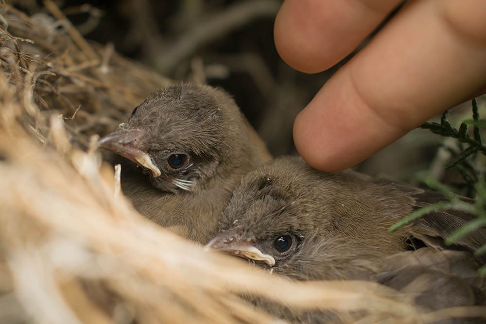 close up person touching baby birds in the nest