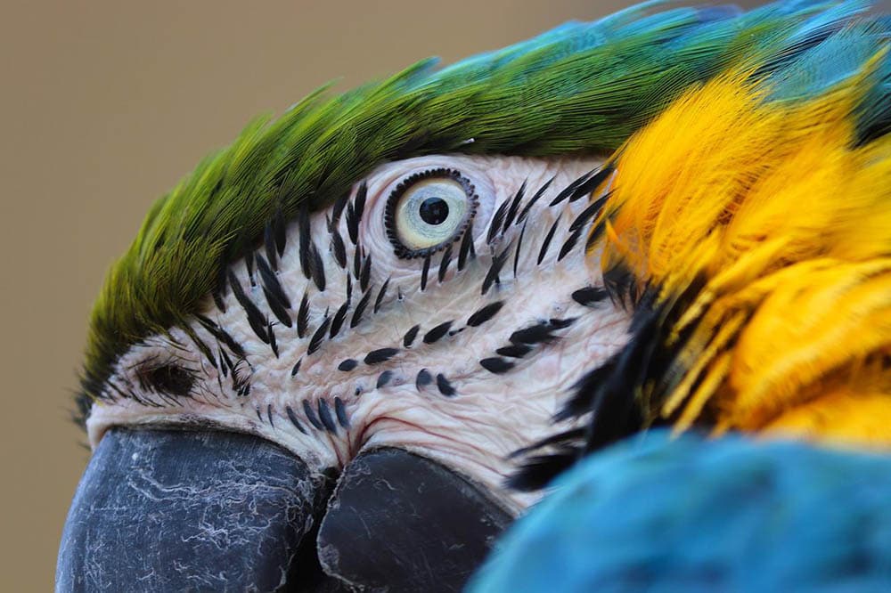 close up yellow macaw eye