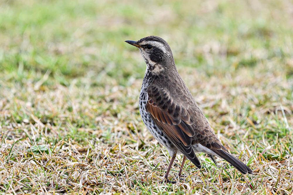15 Types of Thrush Birds An Overview (with Pictures) Optics Mag
