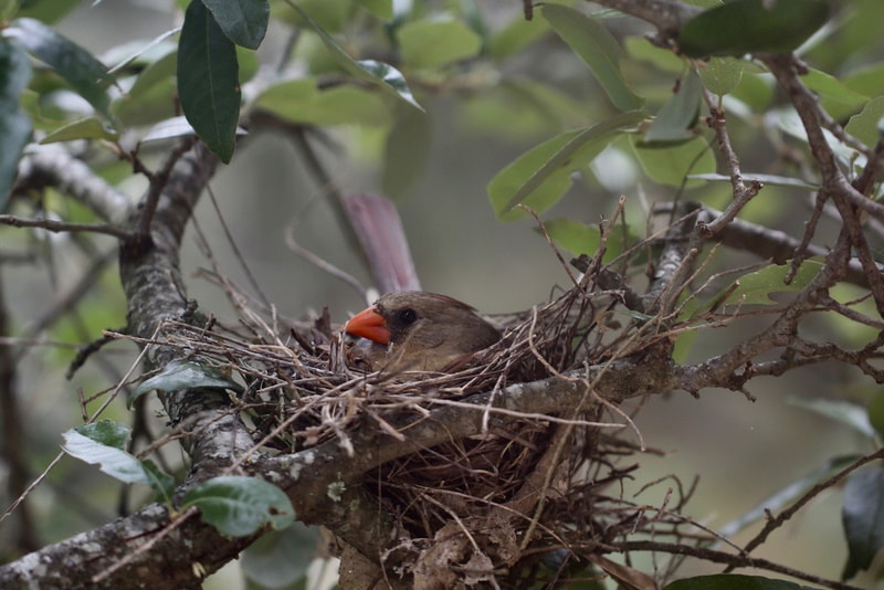female cardinal nesting