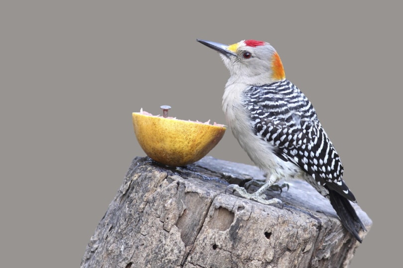 golden fronted woodpecker