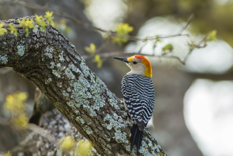 golden fronted woodpecker