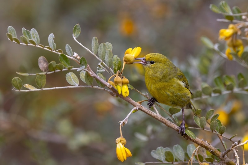 hawaii amakihi bird