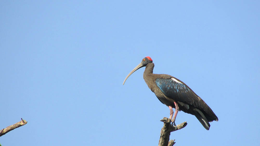 Ivory-billed Woodpecker perched on a tree