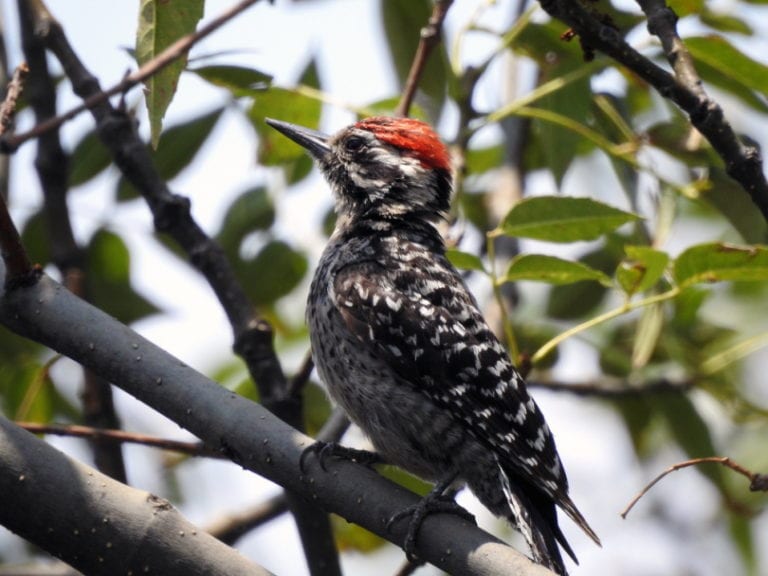 10 Species of Woodpeckers In Utah (with Pictures) Optics Mag