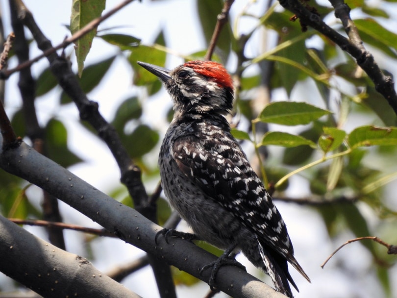 male ladder backed woodpecker