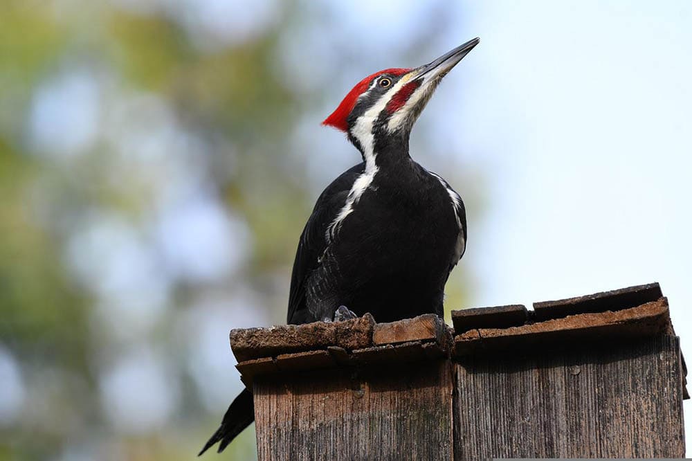 pileated woodpecker perched on the fence