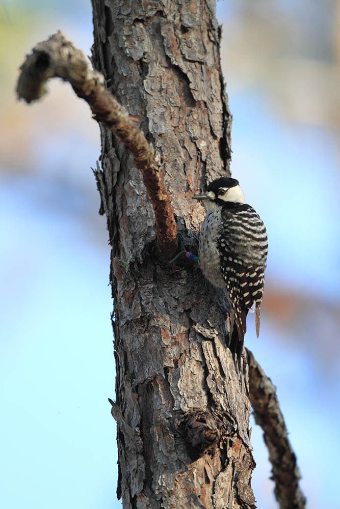 Red-cockaded Woodpecker on the tree