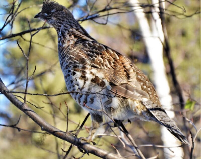 ruffed grouse
