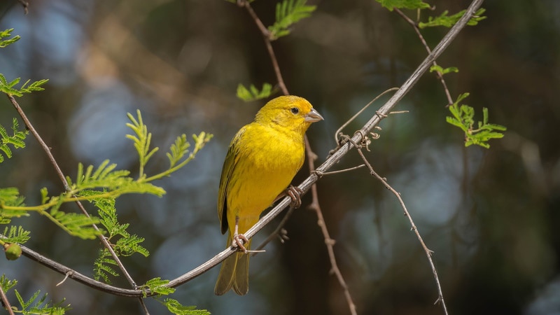 saffron finch