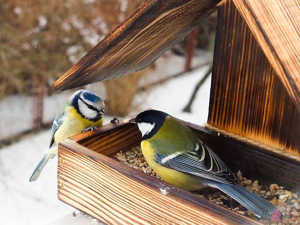 How Do Birds Know When You Fill the Feeder? Can They Smell Seeds