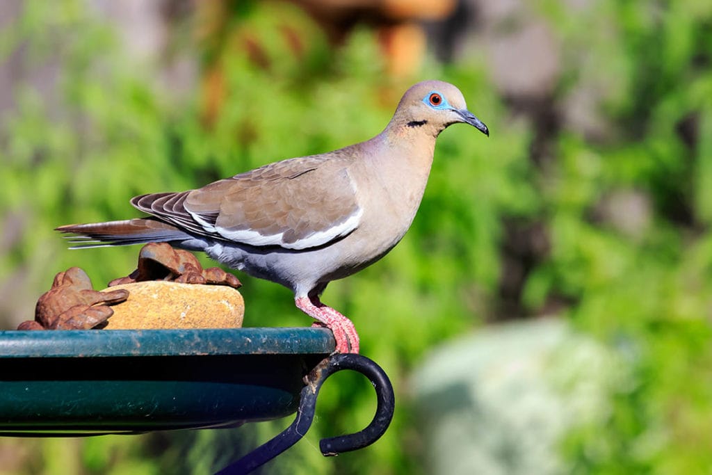 White-winged Dove on birdbath