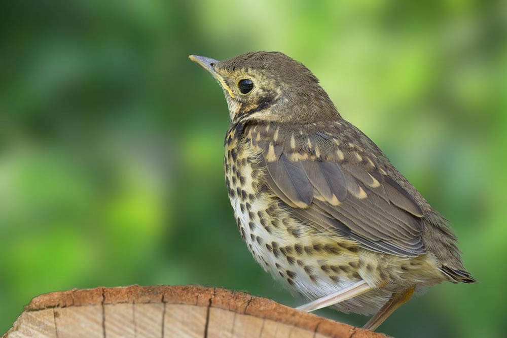 15 Types of Thrush Birds An Overview (with Pictures) Optics Mag