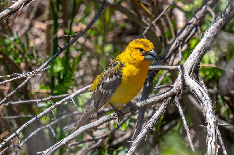 yellow grosbeak bird
