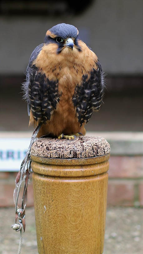 Aplomado Falcon