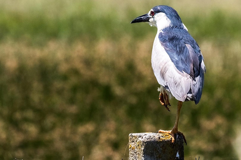 Black-Crowned Night Heron