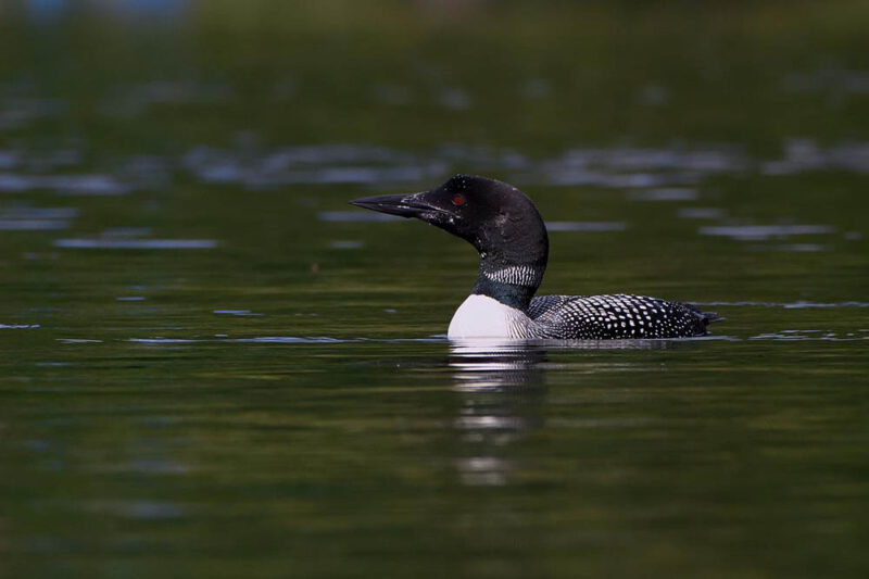 Common Loon in the water