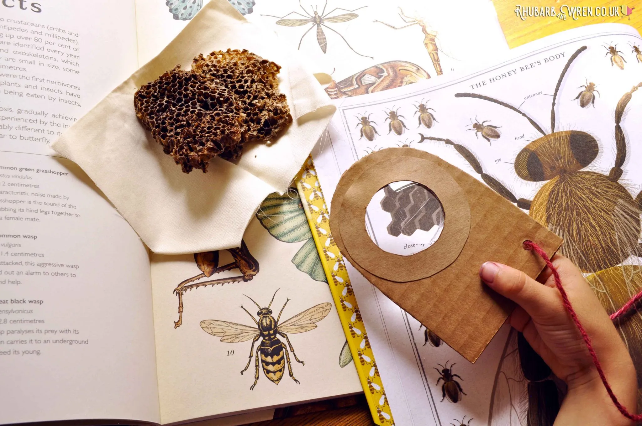 DIY Cardboard Magnifying Glass by Rhubarb and Wren