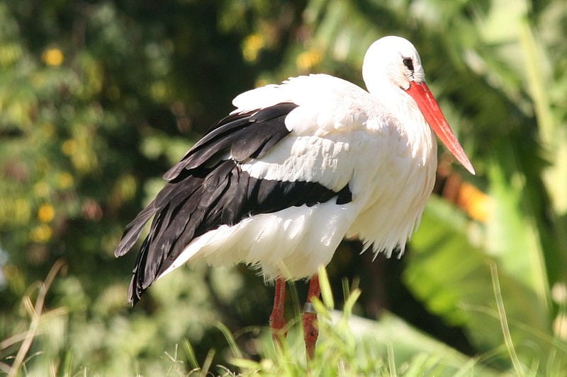 European White Stork